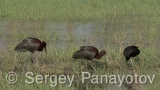 Video of Glossy Ibis - Glossy Ibis finding eat in Shabla lake